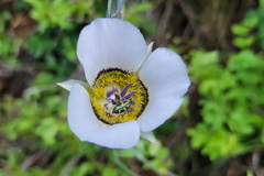 Calochortus gunnisonii