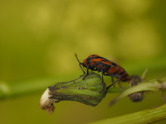 Spilostethus pacificus