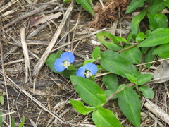 Commelina auriculata