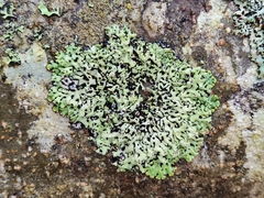 Menegazzia subsimilis