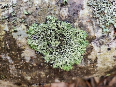 Menegazzia subsimilis