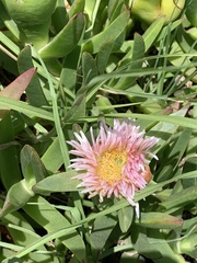 Carpobrotus edulis edulis
