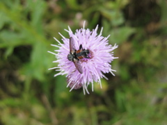 Eriothrix rufomaculata