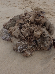 Pyura praeputialis