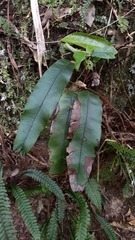 Blechnum colensoi