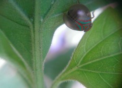 Hemisphaerius