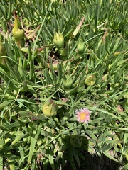 Carpobrotus edulis edulis