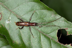 Opacibidion opacicolle