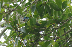 Cyclopsitta diophthalma