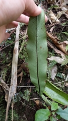 Blechnum colensoi