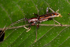 Opacibidion opacicolle