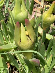 Carpobrotus edulis edulis