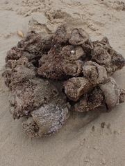 Pyura praeputialis