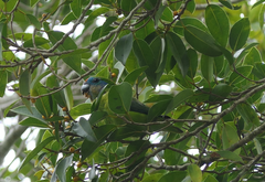 Cyclopsitta diophthalma