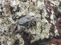 Grapsus