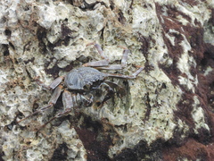 Grapsus