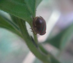 Hemisphaerius