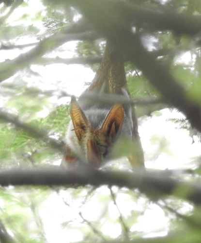Yellow-winged Bat