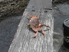 Grapsus