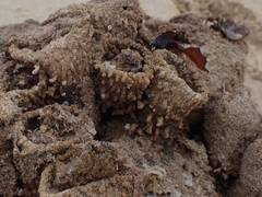 Pyura praeputialis