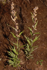 Artemisia tilesii