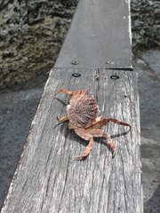 Grapsus