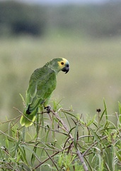 Amazona aestiva