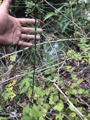 Equisetum myriochaetum