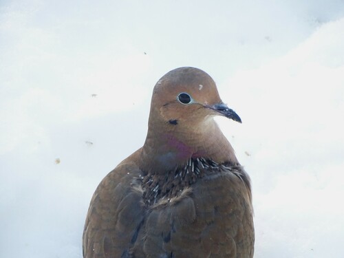 Mourning Dove photographed in Vermont