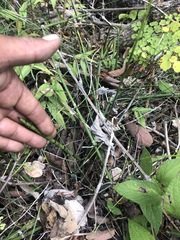 Equisetum myriochaetum
