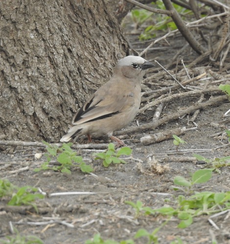 Grey-capped Social Weaver (Pseudonigrita arnaudi), photo 6