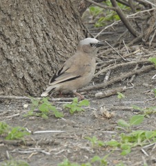 Pseudonigrita arnaudi