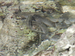 Blenniiformes