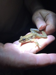 Lithobates maculatus