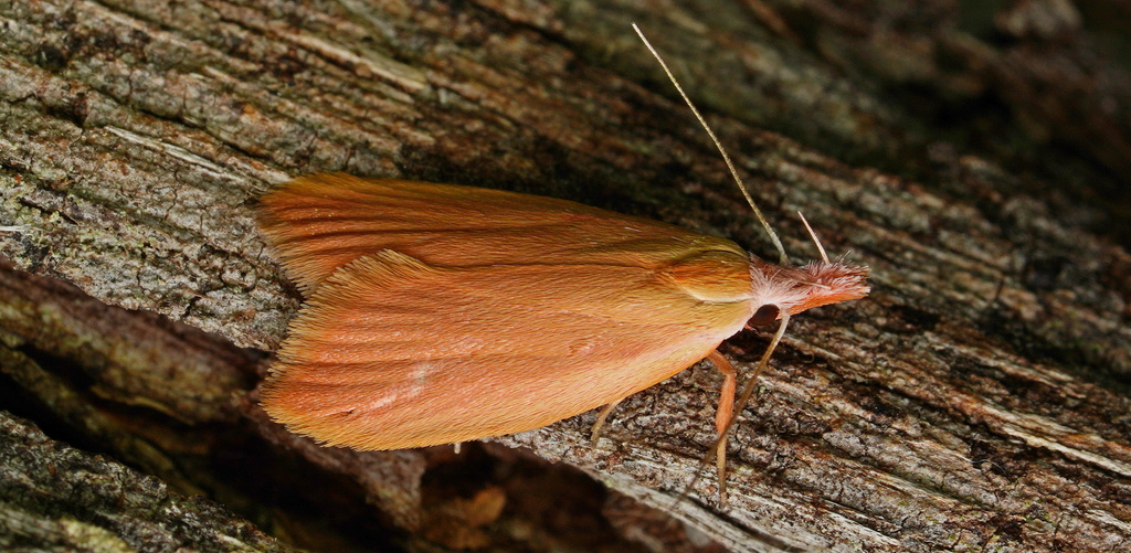 Wingia eonephella