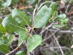 Quercus pacifica