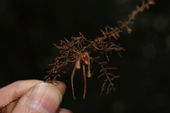 Cheilanthes tenuifolia