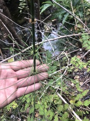 Equisetum myriochaetum