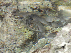 Blenniiformes