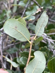 Quercus pacifica