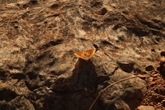Asterocampa idyja argus