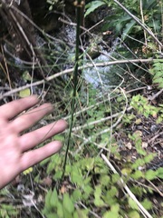 Equisetum myriochaetum