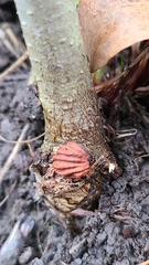 Callirhytis gemmiformis