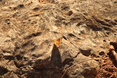 Asterocampa idyja argus