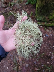 Alectoria sarmentosa