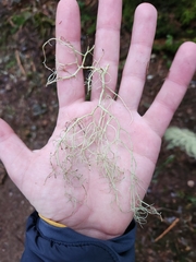 Alectoria sarmentosa