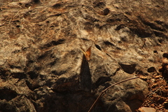 Asterocampa idyja argus