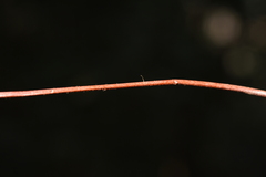 Cheilanthes tenuifolia
