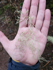 Alectoria sarmentosa