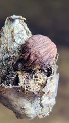 Callirhytis gemmiformis